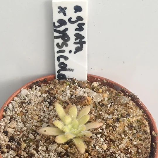 Pinguicula agnata x gypsicola (P. x agnicola)