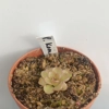Pinguicula kondoi