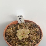 Pinguicula kondoi