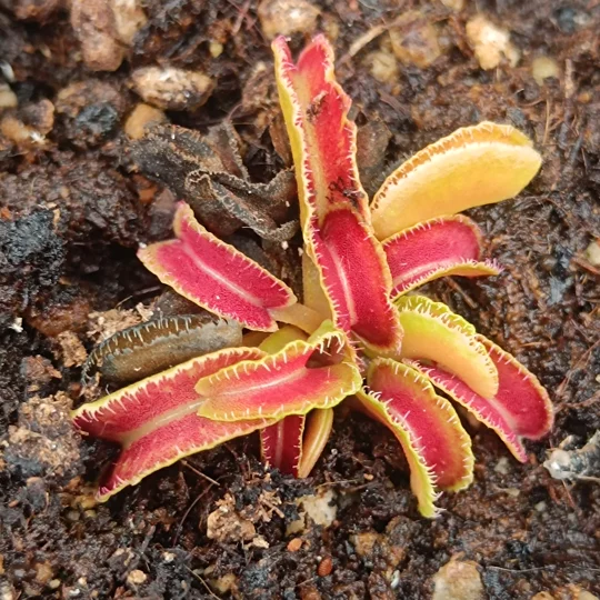 Dionaea muscipula, open pollinated seeds