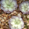Pinguicula cyclosecta