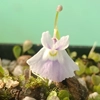 Utricularia sandersonii Typical