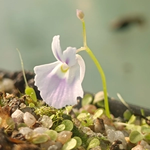 Utricularia sandersonii Typi..