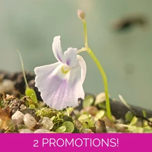 Utricularia sandersonii..