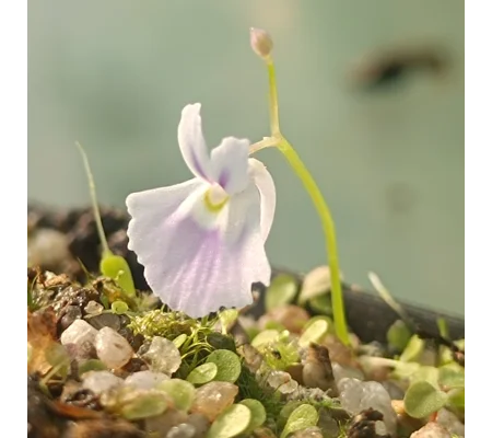 Utricularia sandersonii Typical