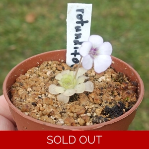 Pinguicula rotundiflora