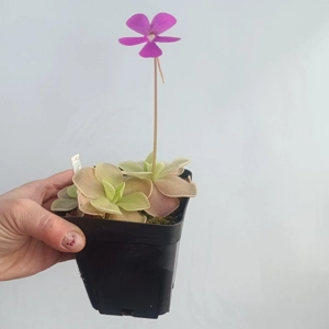 Square pot, 9x9x9,5 cm,..