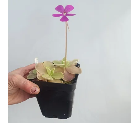 Square pot, 9x9x9,5 cm, plastic, black
