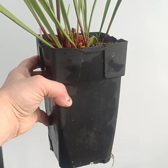 Square pot, 11,5x11,5x21,5, plastic, black