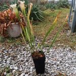 Square pot, 11,5x11,5x21,5, plastic, black