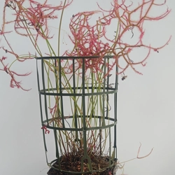 Gabbietta, 17x20 cm, plastic, green