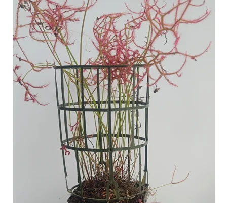 Gabbietta, 17x20 cm, plastic, green
