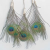 Dreamcatcher, peacock, natural materials