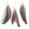 Dreamcatcher, guineafowl, natural material