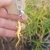 Lizard keychain, golden color, metal