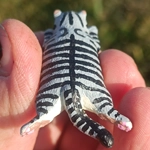 Sleeping cat magnet, silver tabby