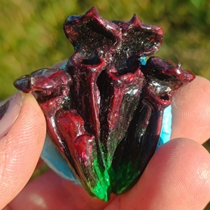 Sarracenia Black Fridge..