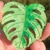 Monstera Variegated Fridge magnet