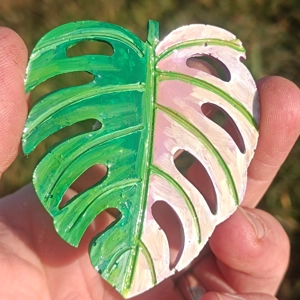 Monstera Pink Variegated Fri..