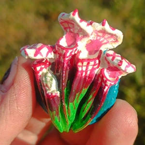 Sarracenia Pink Leuco F..