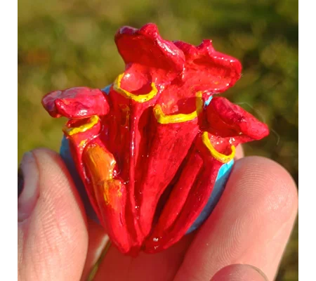 Sarracenia flava Waccamaw fridge magnet