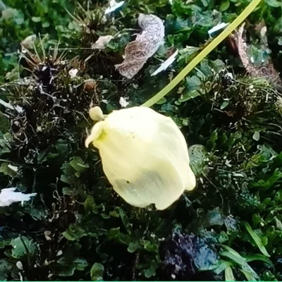 Utricularia livida Lemon flower