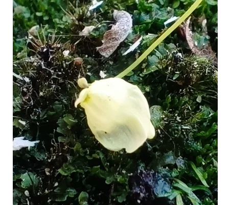 Utricularia livida Lemon flower