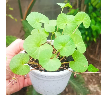 Gotu Cola (Centella asiatica)