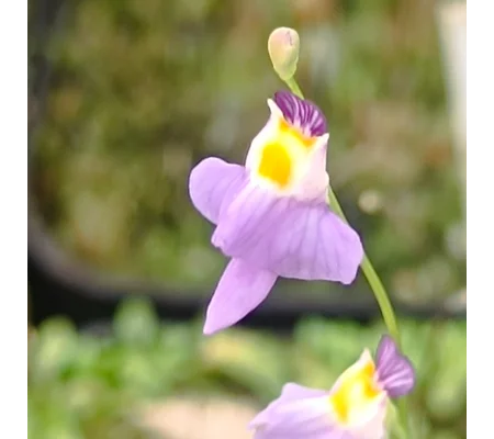Utricularia warburgii