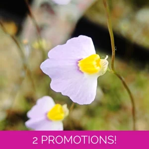 Utricularia bisquamata ..