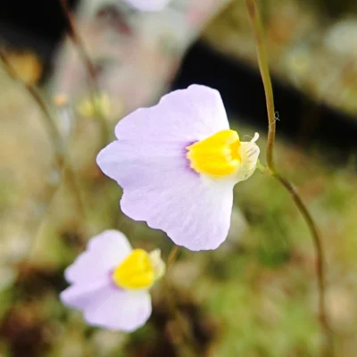 Utricularia bisquamata Betty's Bay