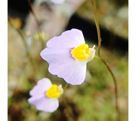 Utricularia bisquamata Betty's Bay