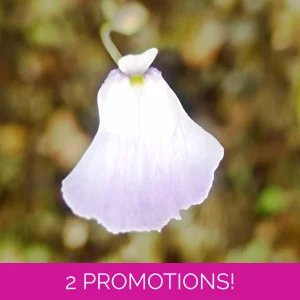 Utricularia livida Mexico