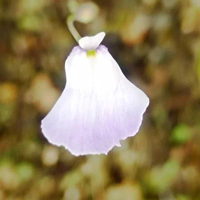 Utricularia livida Mexico