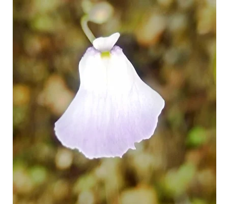 Utricularia livida Mexico