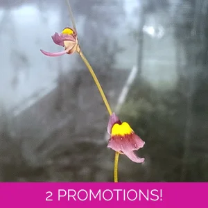 Utricularia welwitchii