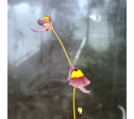 Utricularia welwitchii