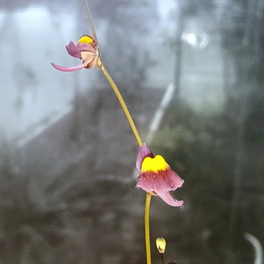 Utricularia welwitchii