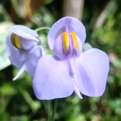 Utricularia reniformis