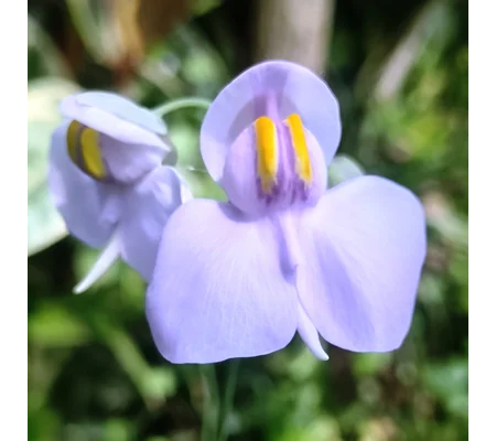 Utricularia reniformis