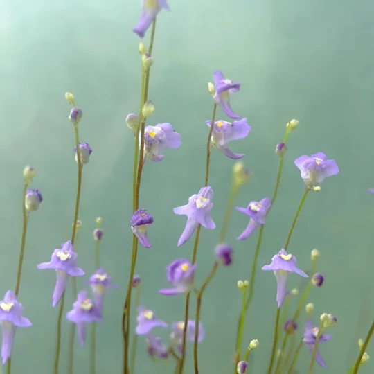 Utricularia sp. Hermanus