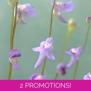 Utricularia sp. Hermanus
