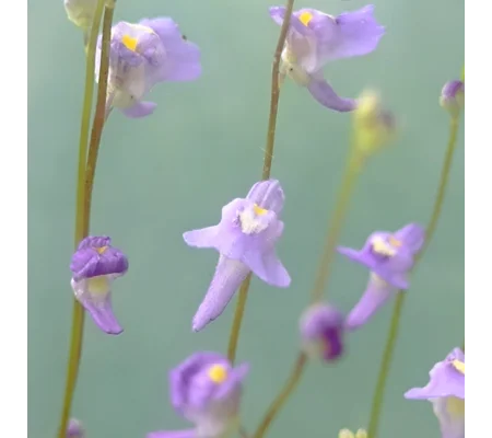 Utricularia sp. Hermanus