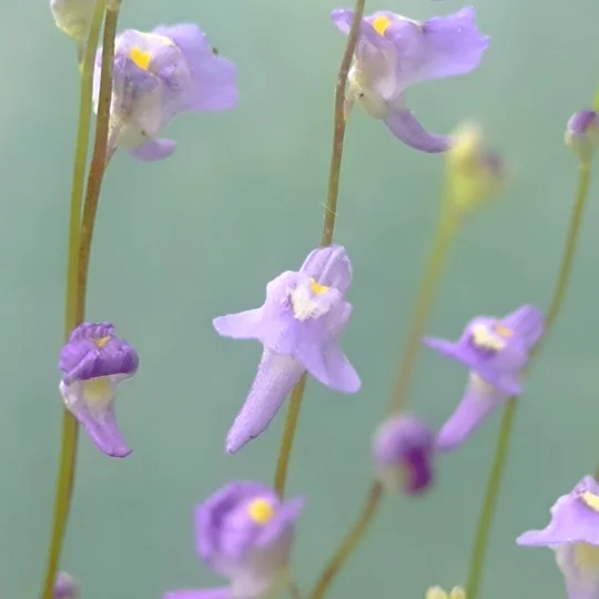 Utricularia sp. Hermanus