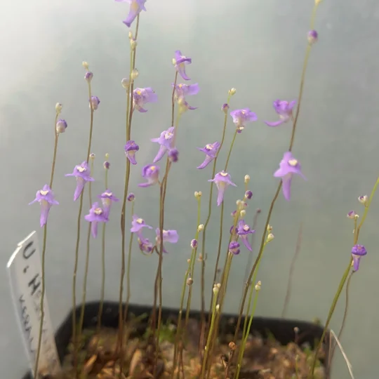 Utricularia sp. Hermanus