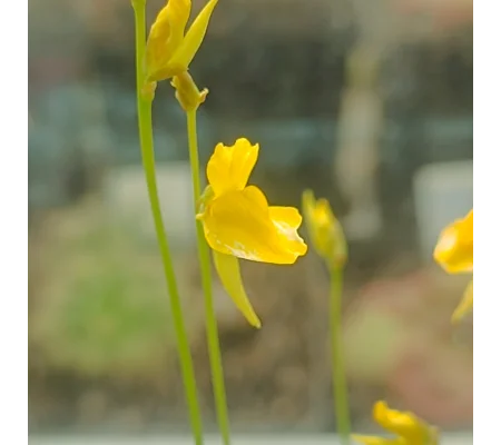 Utricularia laxa