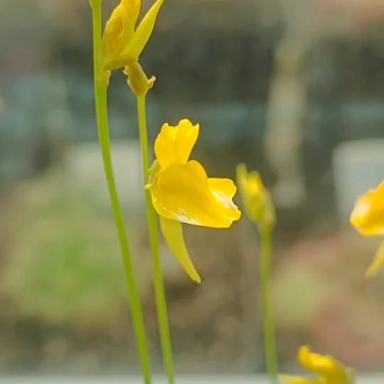 Utricularia laxa