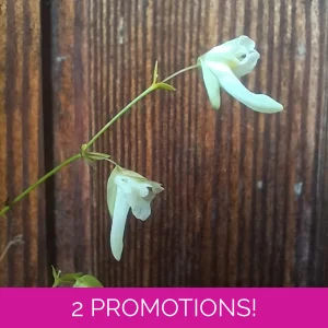Utricularia jamesoniana..