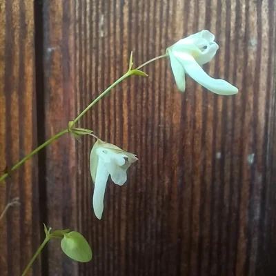 Utricularia jamesoniana Represa El Penol, Antioquia, Colombia, 1900 m asl