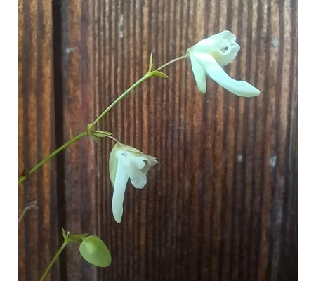 Utricularia jamesoniana Represa El Penol, Antioquia, Colombia, 1900 m asl